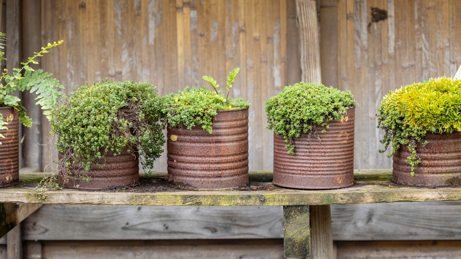 A row of plants that Use Food Cans as Vases with each having a unique kind of green