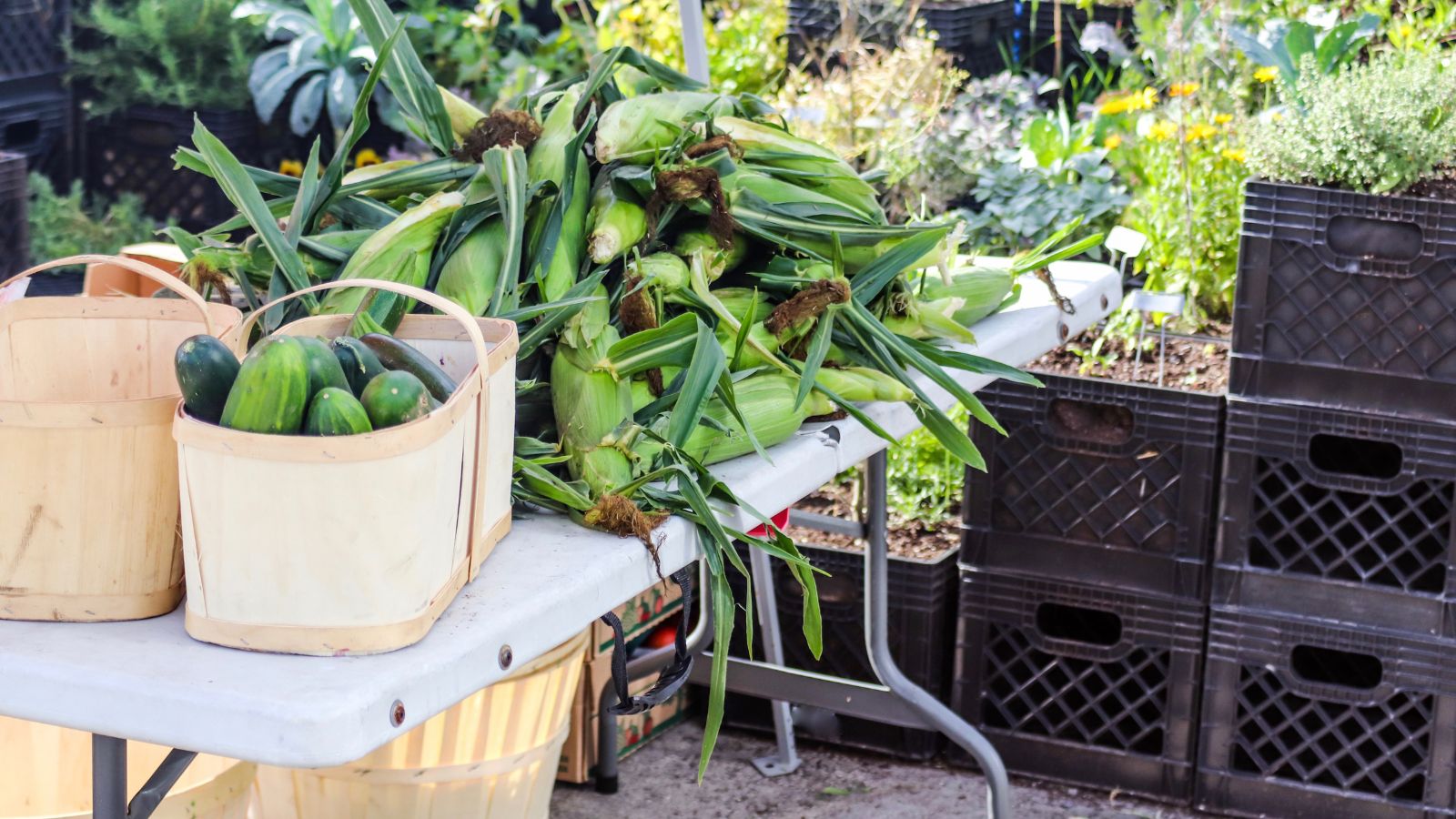 Use Milk Crates as Shelving with different plants inside while there are crops on a plastic table with a white surface