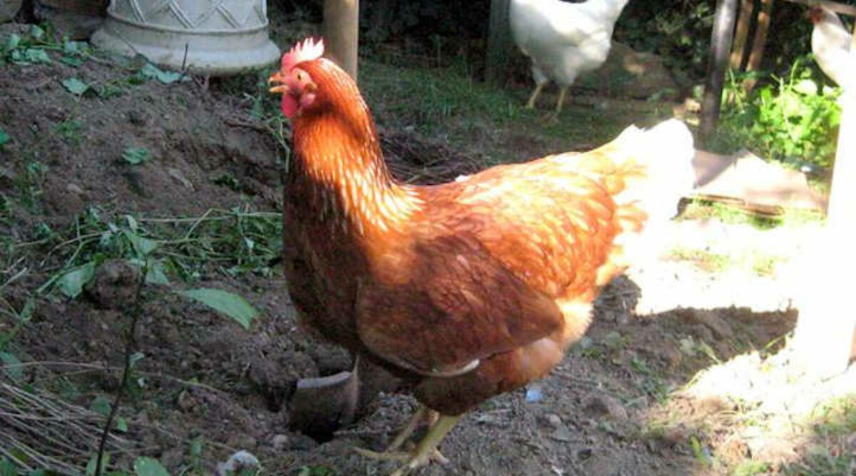 Keeping backyard chickens