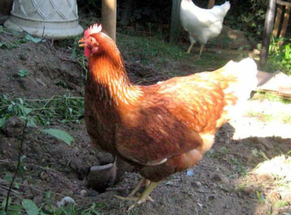 Keeping backyard chickens