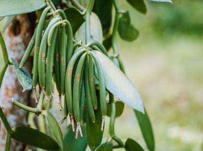 Bundles of vivid green vanilla beans still dangling from the plant with beautiful leaves and a lawn in the background