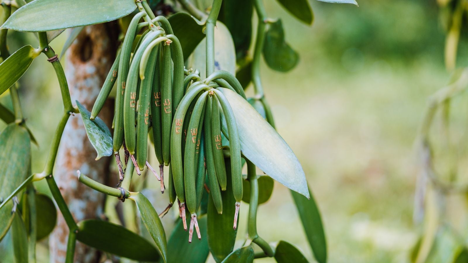 Bundles of vivid green vanilla beans still dangling from the plant with beautiful leaves and a lawn in the background