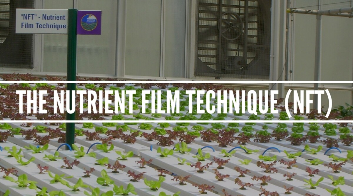 Nutrient Film Technique (NFT) System
