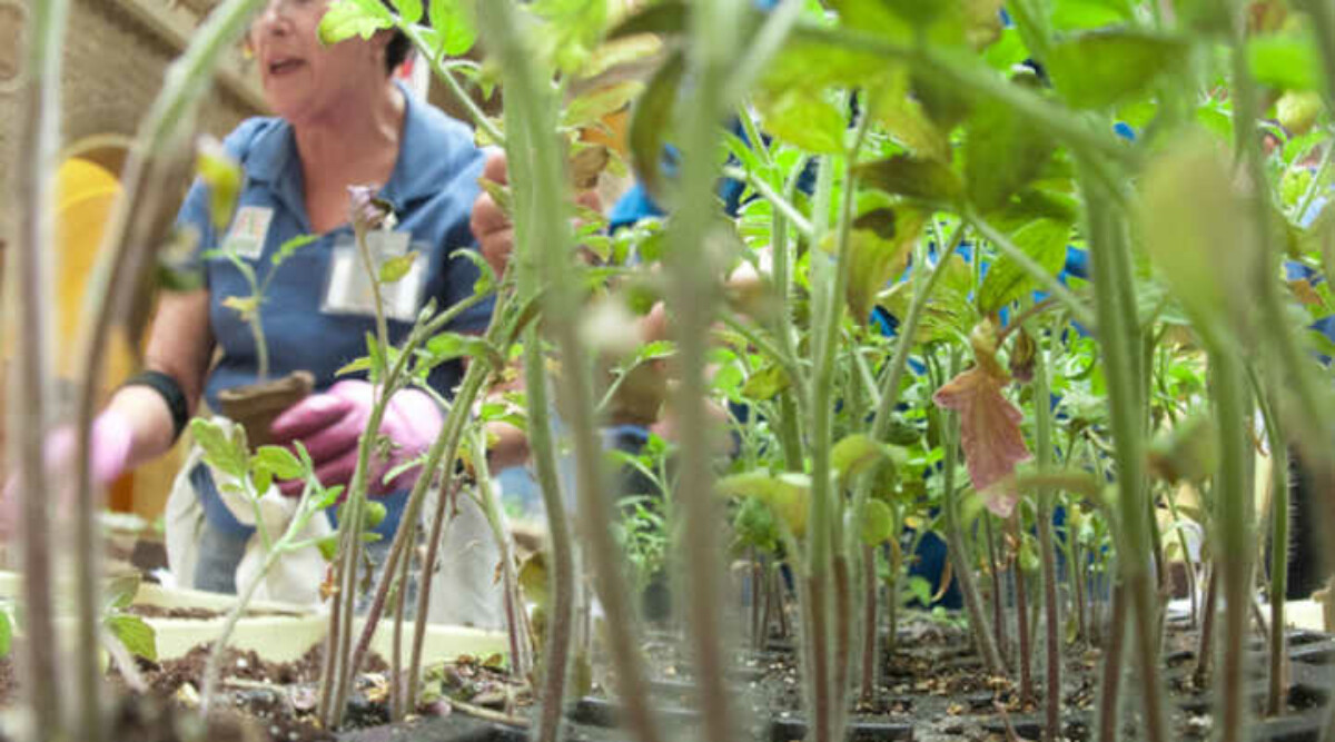 An instructor with tomato seedlings as an inspiring image for our list of the best gardening blogs and websites.
