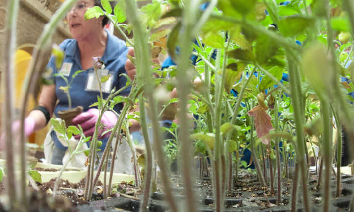 An instructor with tomato seedlings as an inspiring image for our list of the best gardening blogs and websites.