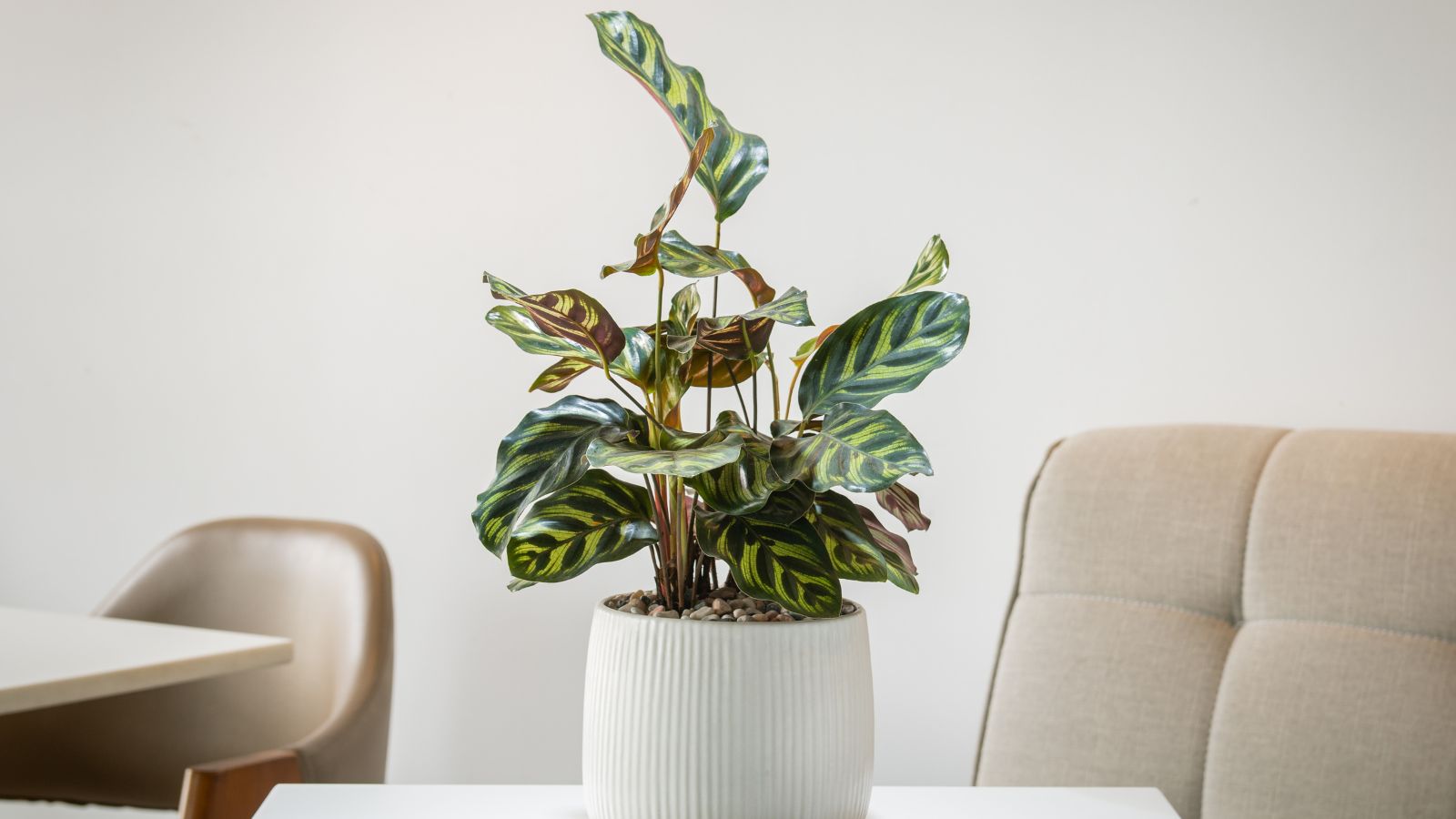A healthy and lovely Calathea makoyana plant placed in a white pot on a smooth table