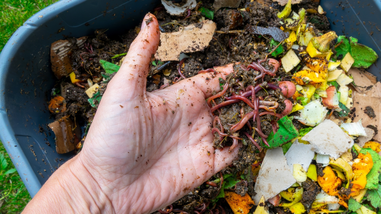 A hand grips a cluster of red worms amidst a mixture of colorful food scraps, decomposing vegetable matter, and moist organic material in a large outdoor bin.