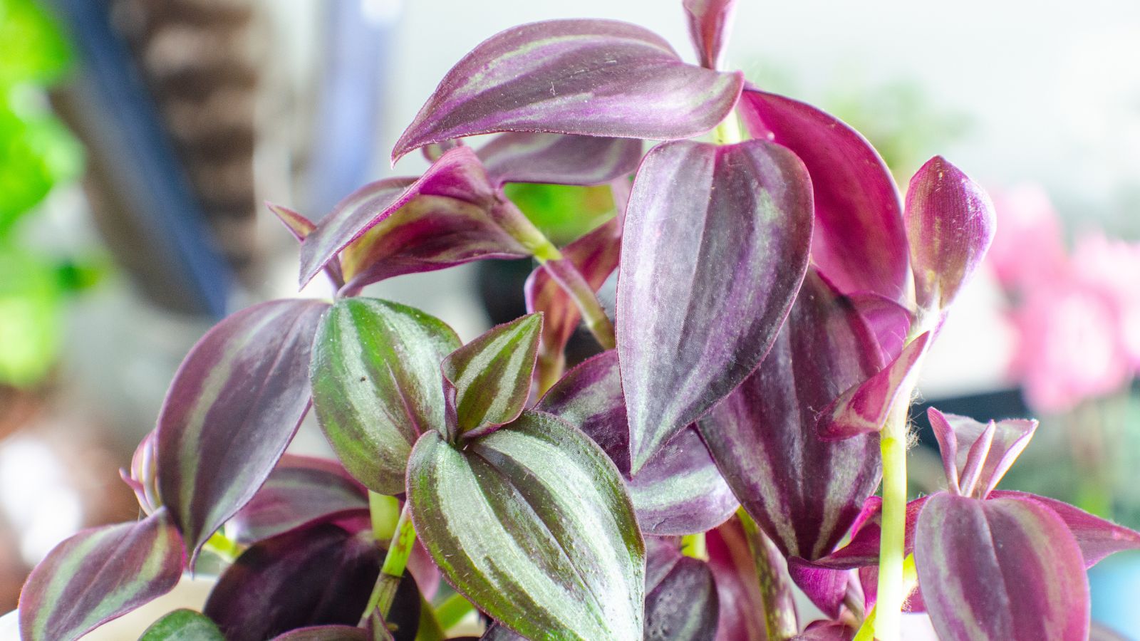 A lovely Wandering Jew plant having distinctly colored leaves with patterns placed under sunlight