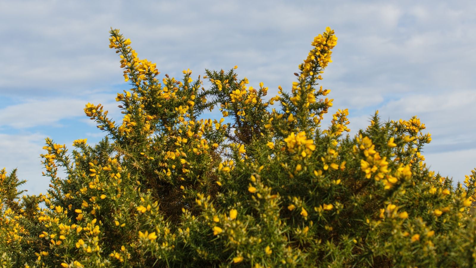 A close-up shot of a composition of vibrant yellow flowers alongside green foliage, showcasing invasive plant species in california