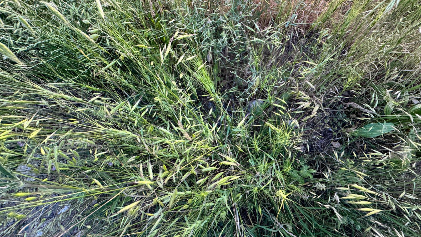 An overhead and close-up shot of slender blades of grass called Barb Goatgrass, all situated in a rocky area outdoors