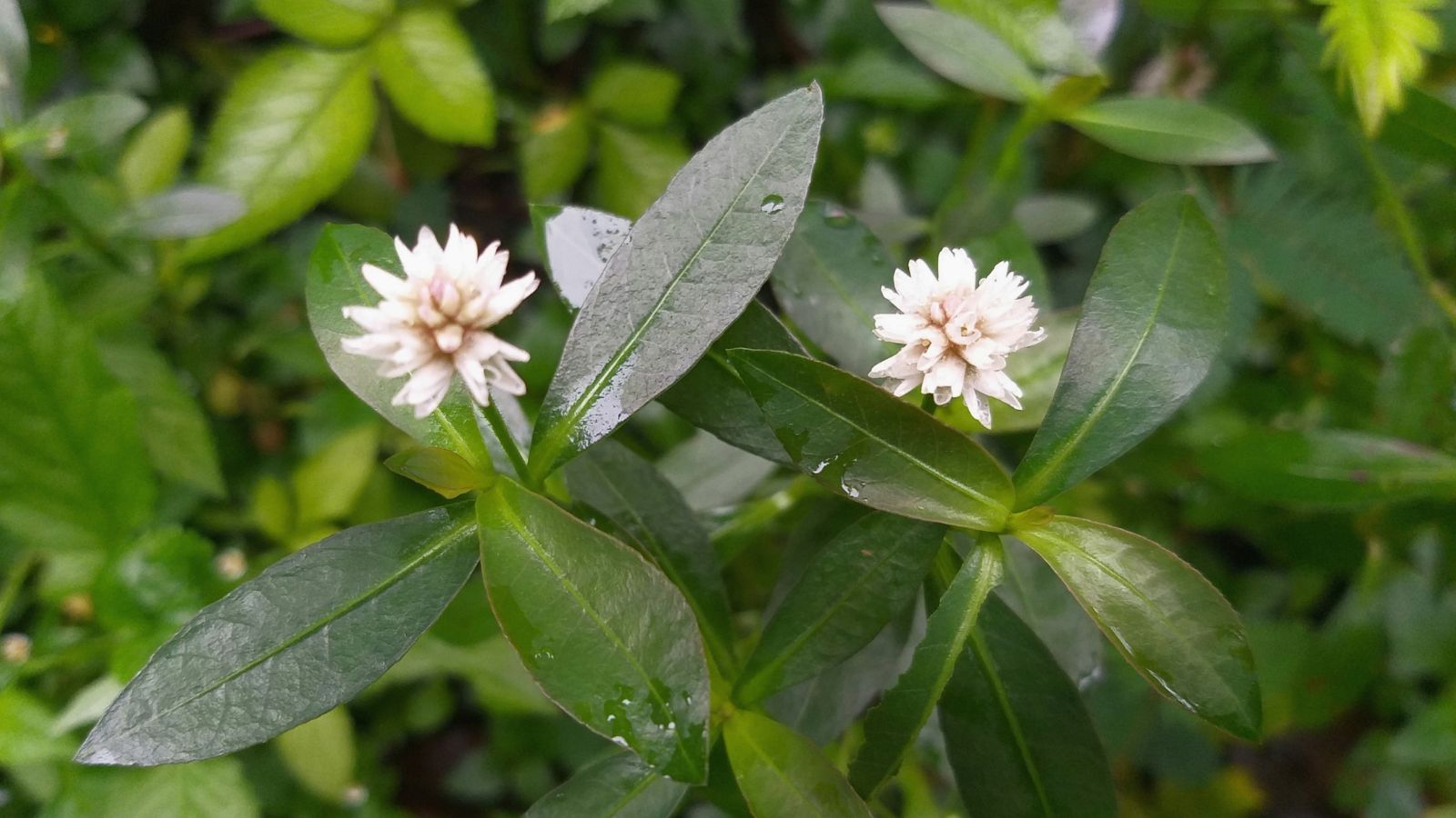 An overhead and close-up shot of a composition of spiky white colored flowers and dark green leaves of the Alternanthera Philoxeroides