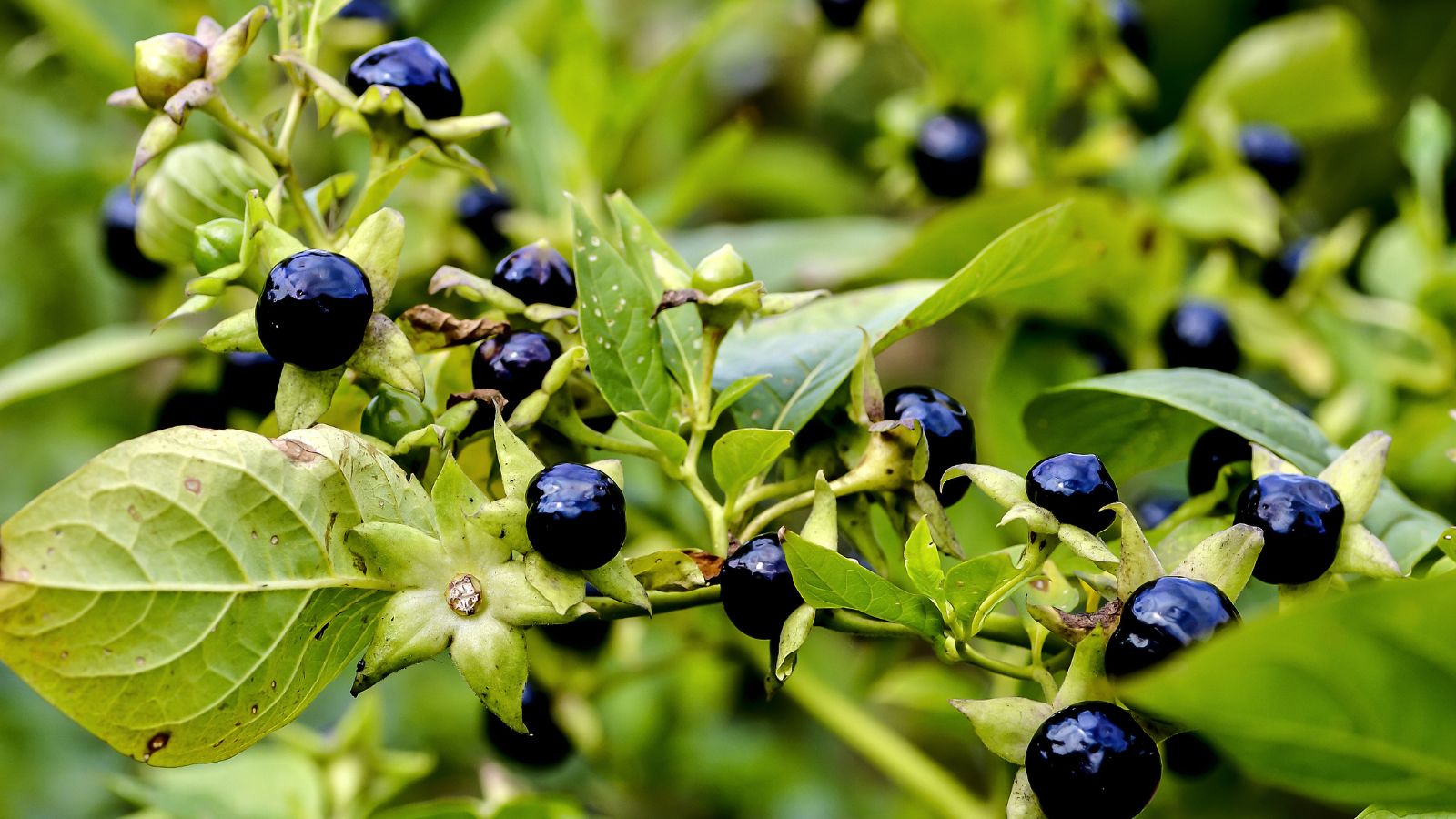 A close-up shot of a composition of dark purple colored berries along light green leaves of the Belladonna
