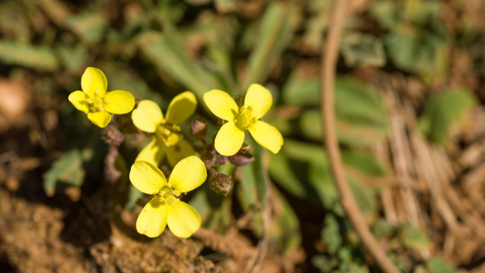 A close-up shot of a small composition of yellow colored flowers of the Brassica Tournefortii, developing on rich soil outdoors