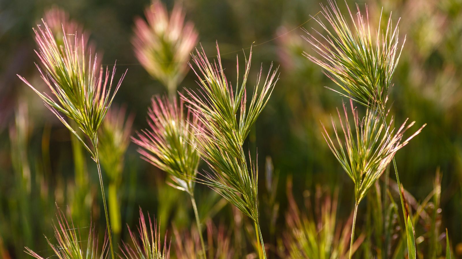 A close-up shot of a composition of tall, spiky red colored blades of the Bromus Madritensis Ssp. Rubens