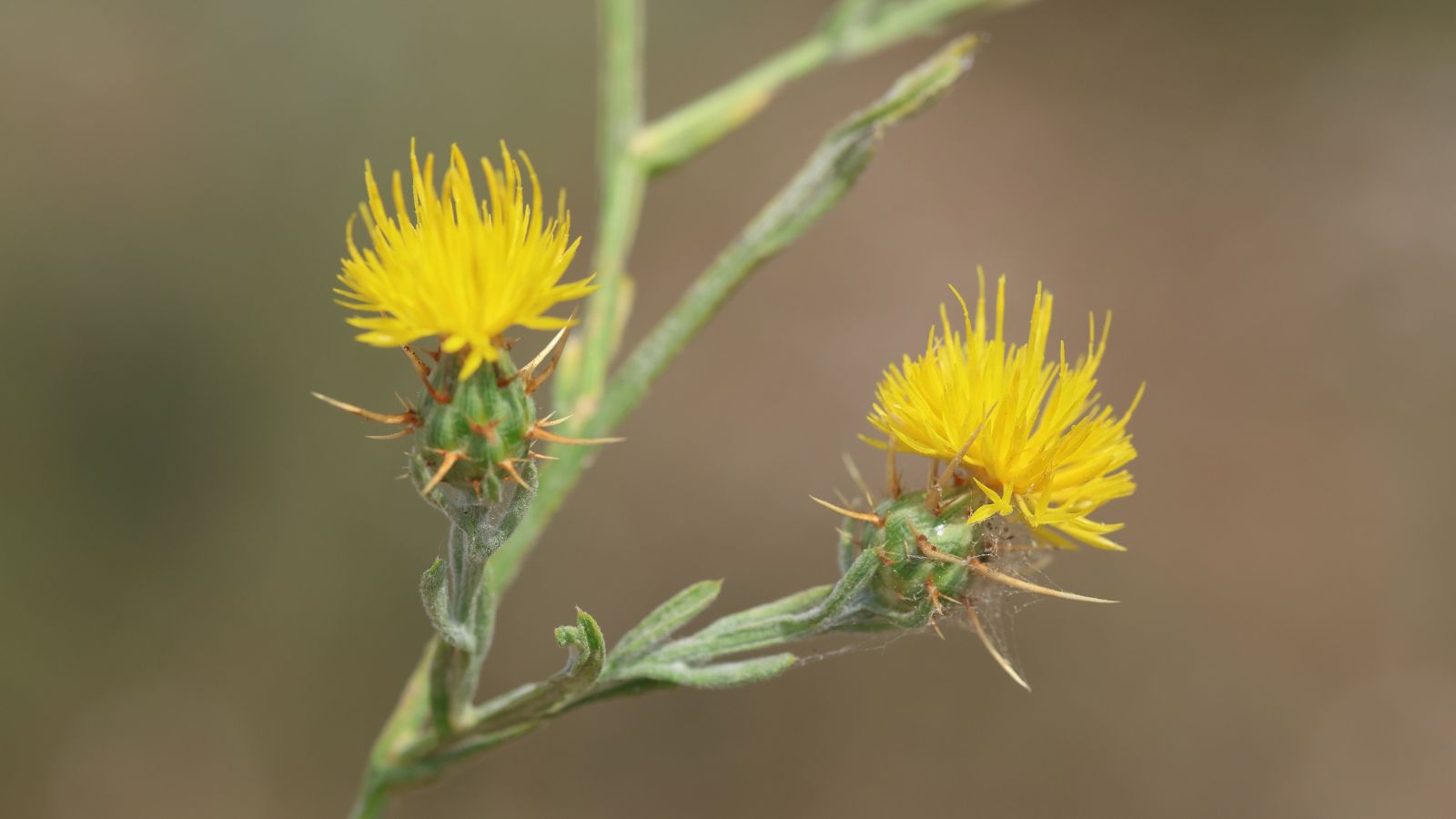 A close-up shot of a small composition of spiky yellow colored flowers along spiny green foliage of the Centaurea Solstitialis
