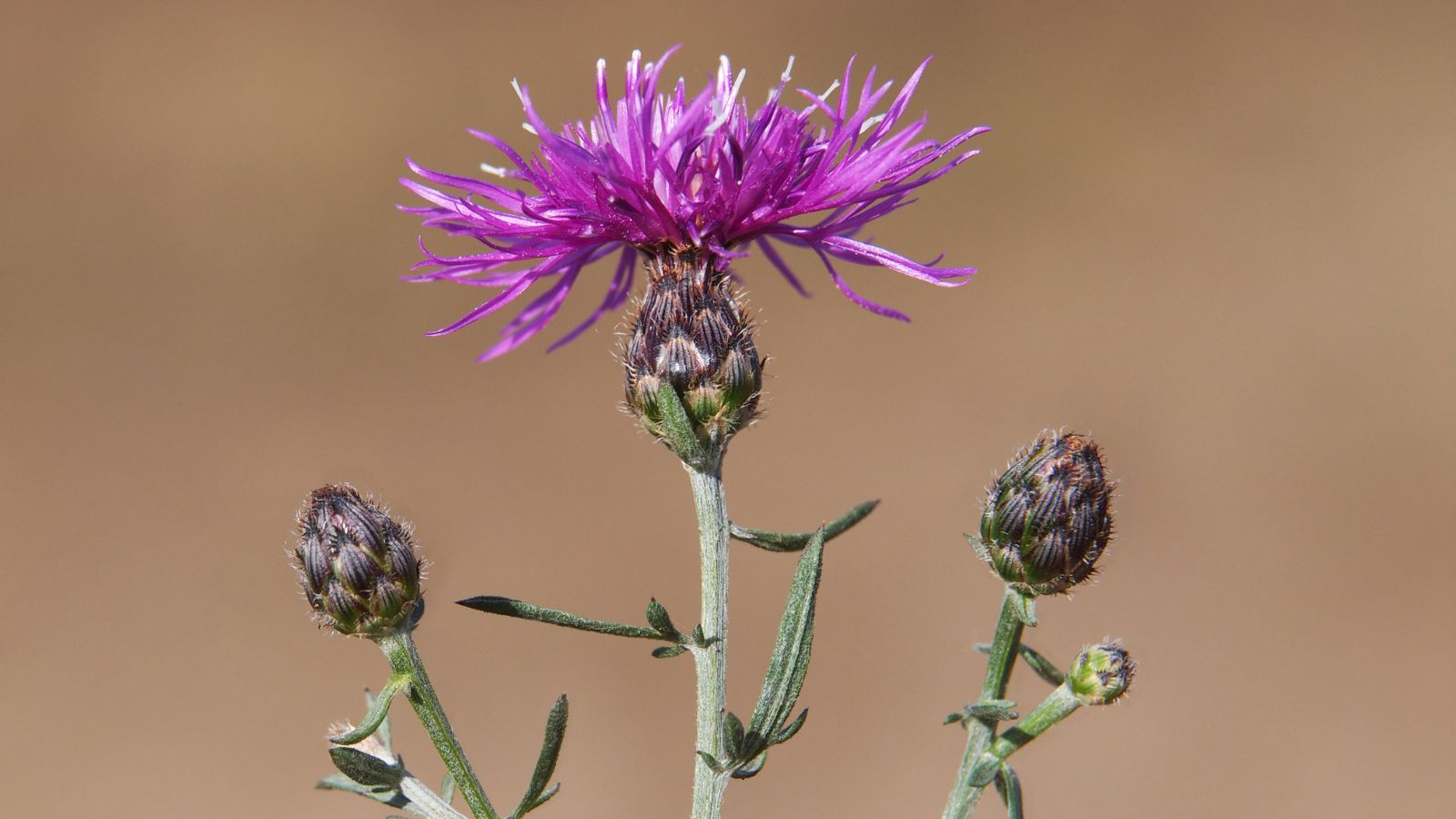 A close-up shot of a composition of flower buds and a vibrant purple spiky flower of the Centaurea Stoebe ssp. Micranthos