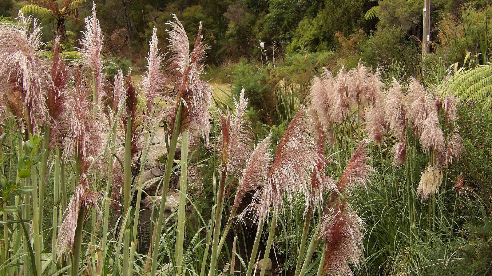 A close-up shot of a large composition of fluffy pink colored plumes of the Cortaderia Jubata