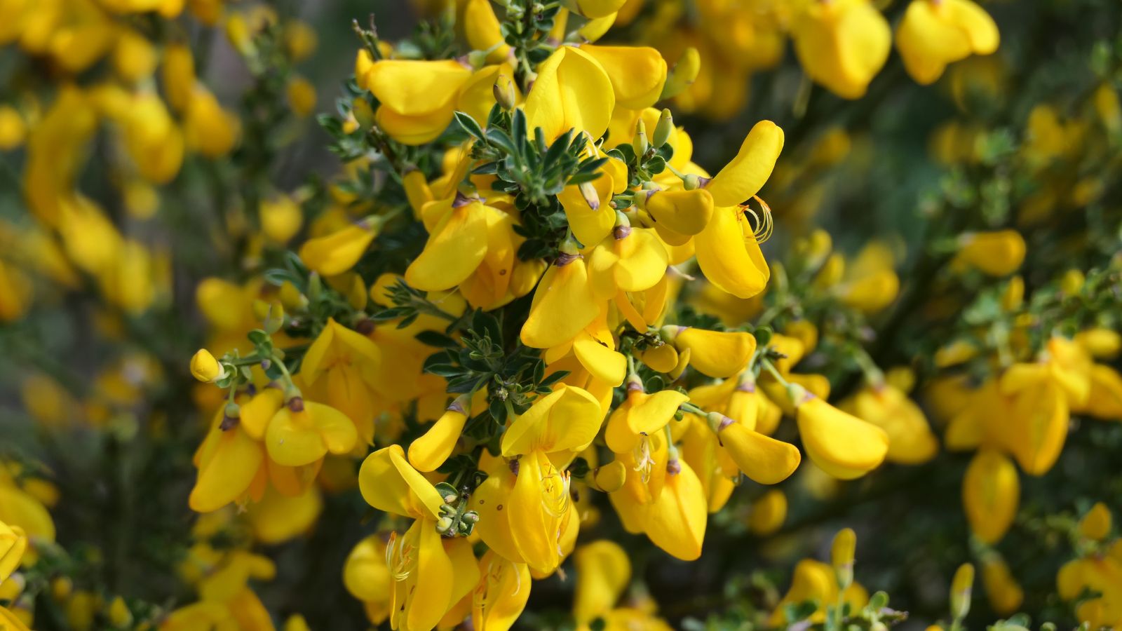 A close-up shot of a composition of vibrant yellow colored flowers on green foliage of the Cytisus Scoparius