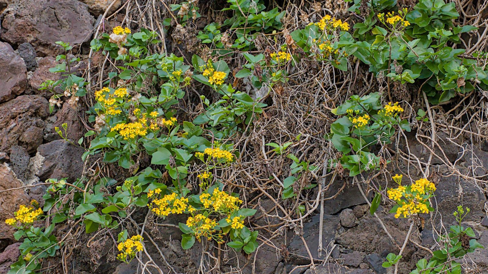 A close-up shot of a composition of vibrant clusters of yellow flowers and green leaves on vines of the Delairea Odorata