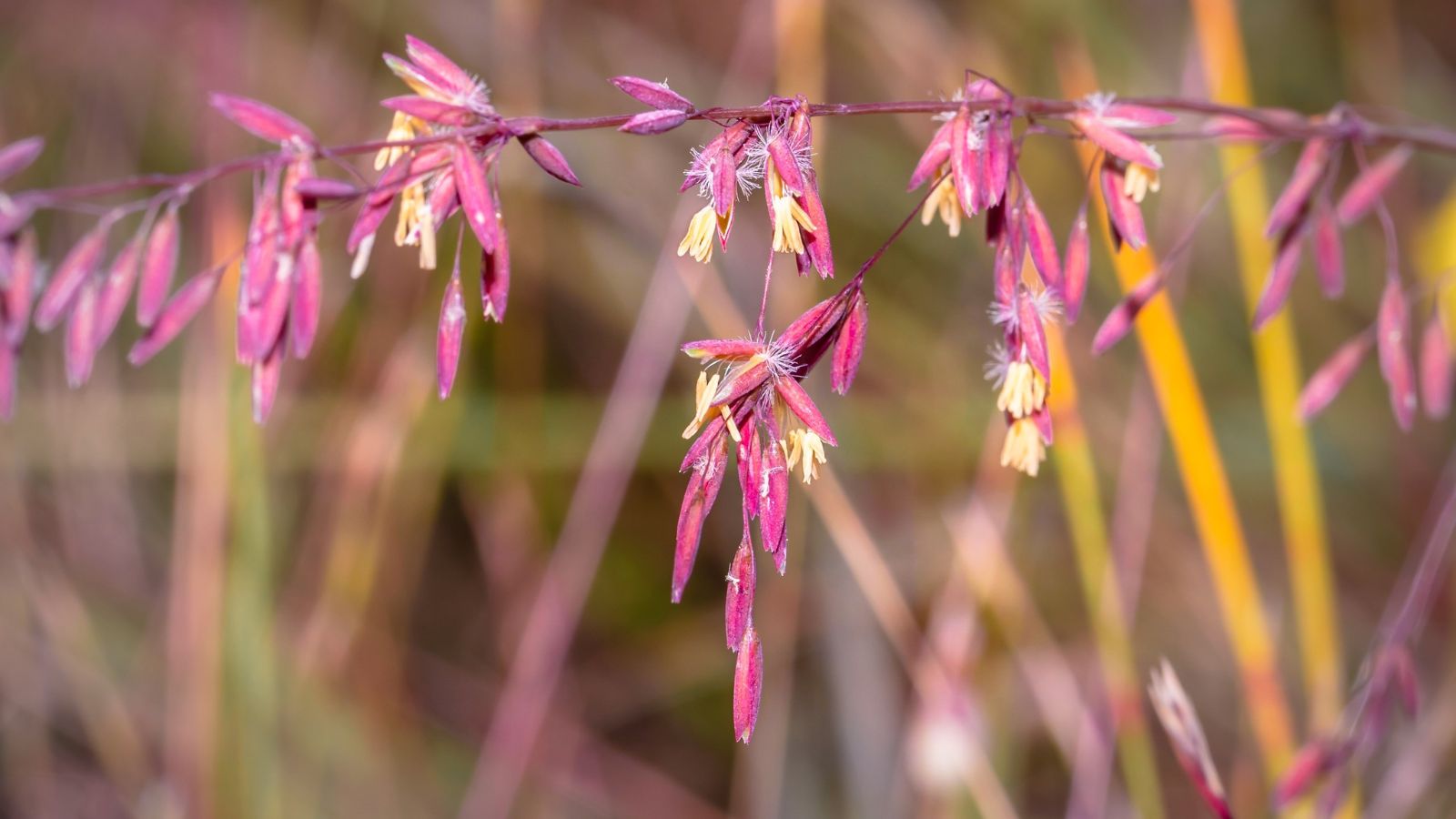 A close-up shot of a composition of vibrant purple colored leaves on slender stems of the Ehrharta Calycina