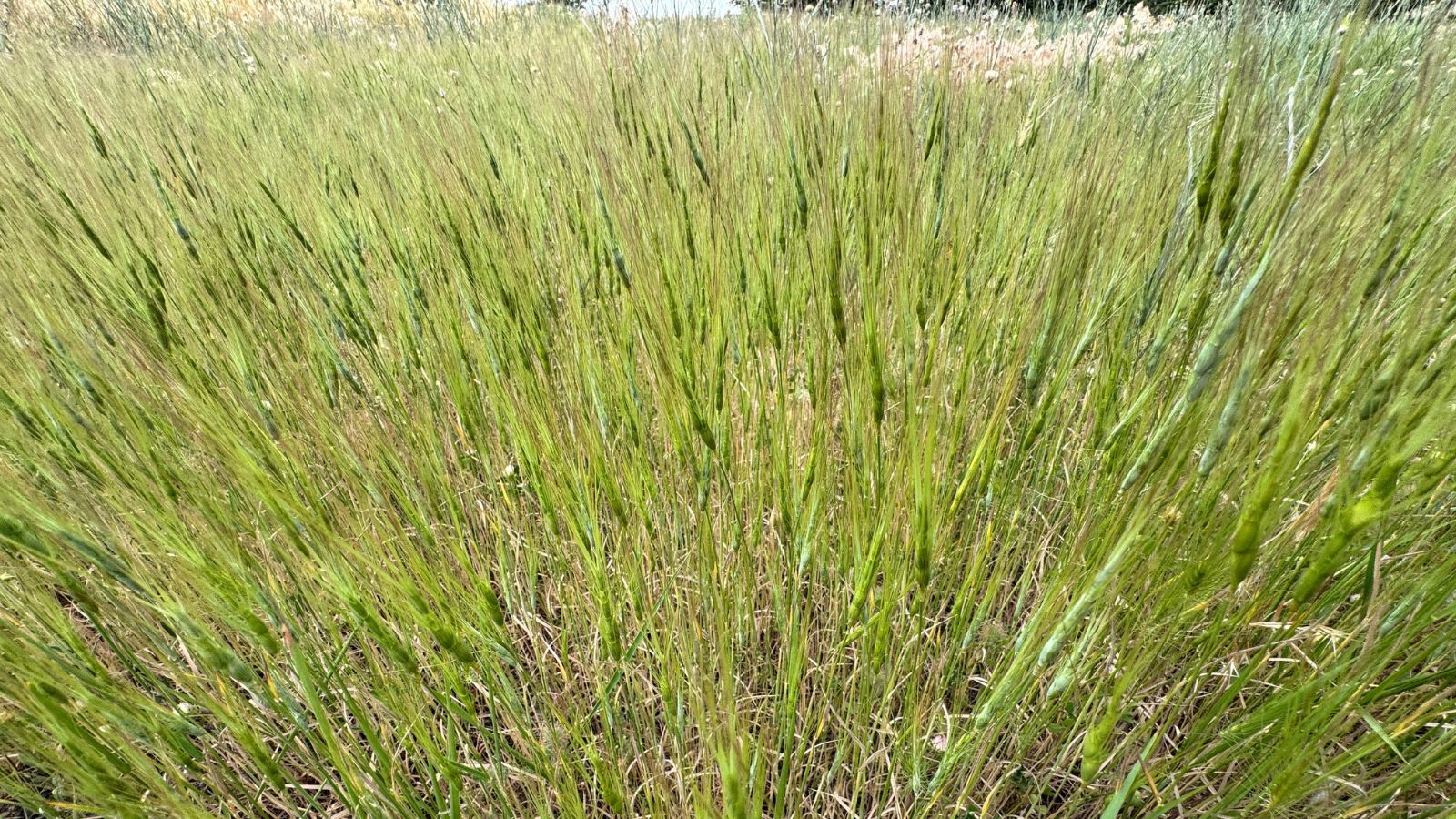 A close-up and overhead shot of a composition of slender and tall blades of the Elymus Caput-Medusae