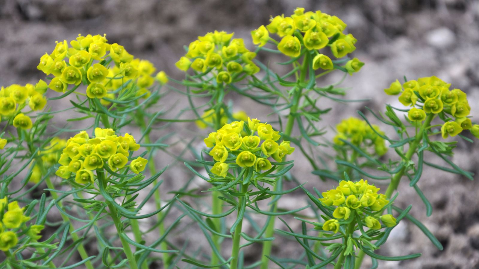A close-up shot of a composition of clusters of vibrant yellow colored flowers atop slender stems and leaves of the Euphorbia Virgata