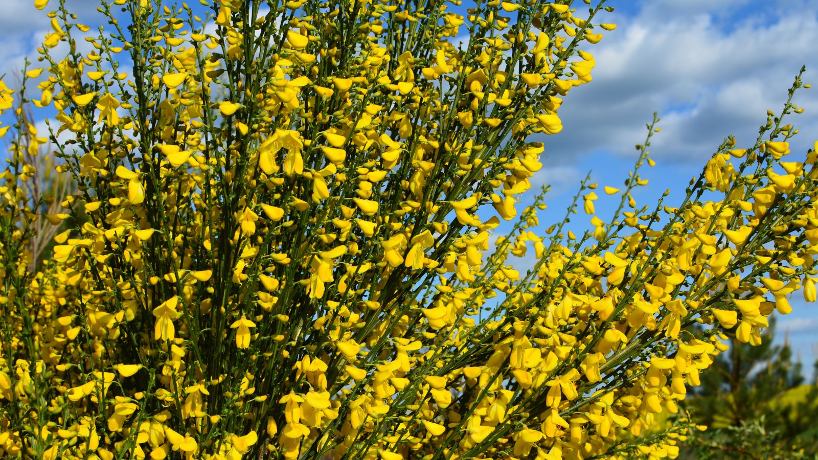 A close-up shot of a composition of tall slender stems adorned with vibrant yellow flowers of the Genista Monspessulana