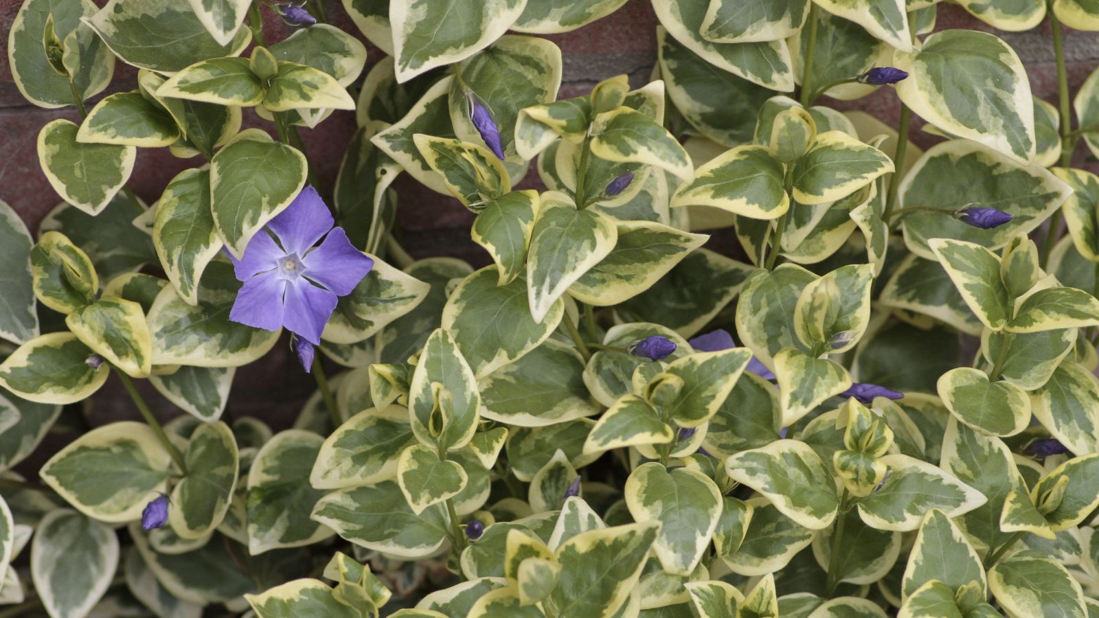 A close-up shot of a composition of variegated leaves and purple flowers of the Hedera Canariensis