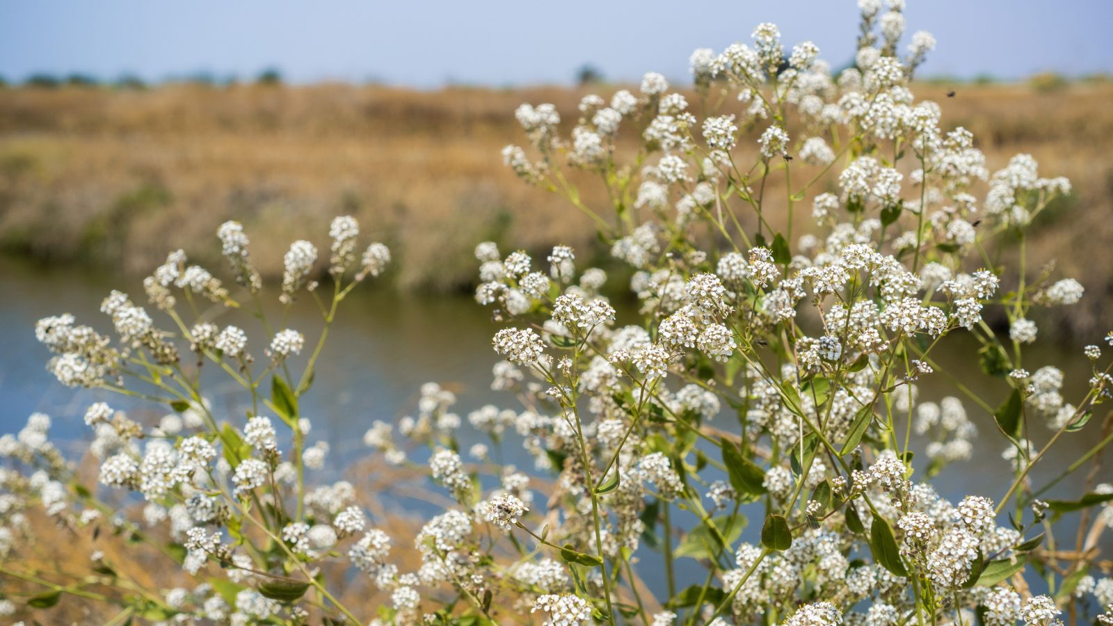 A close-up shot of a composition of slender stems with cluster of dainty white flowers called Lepidium Latifolium