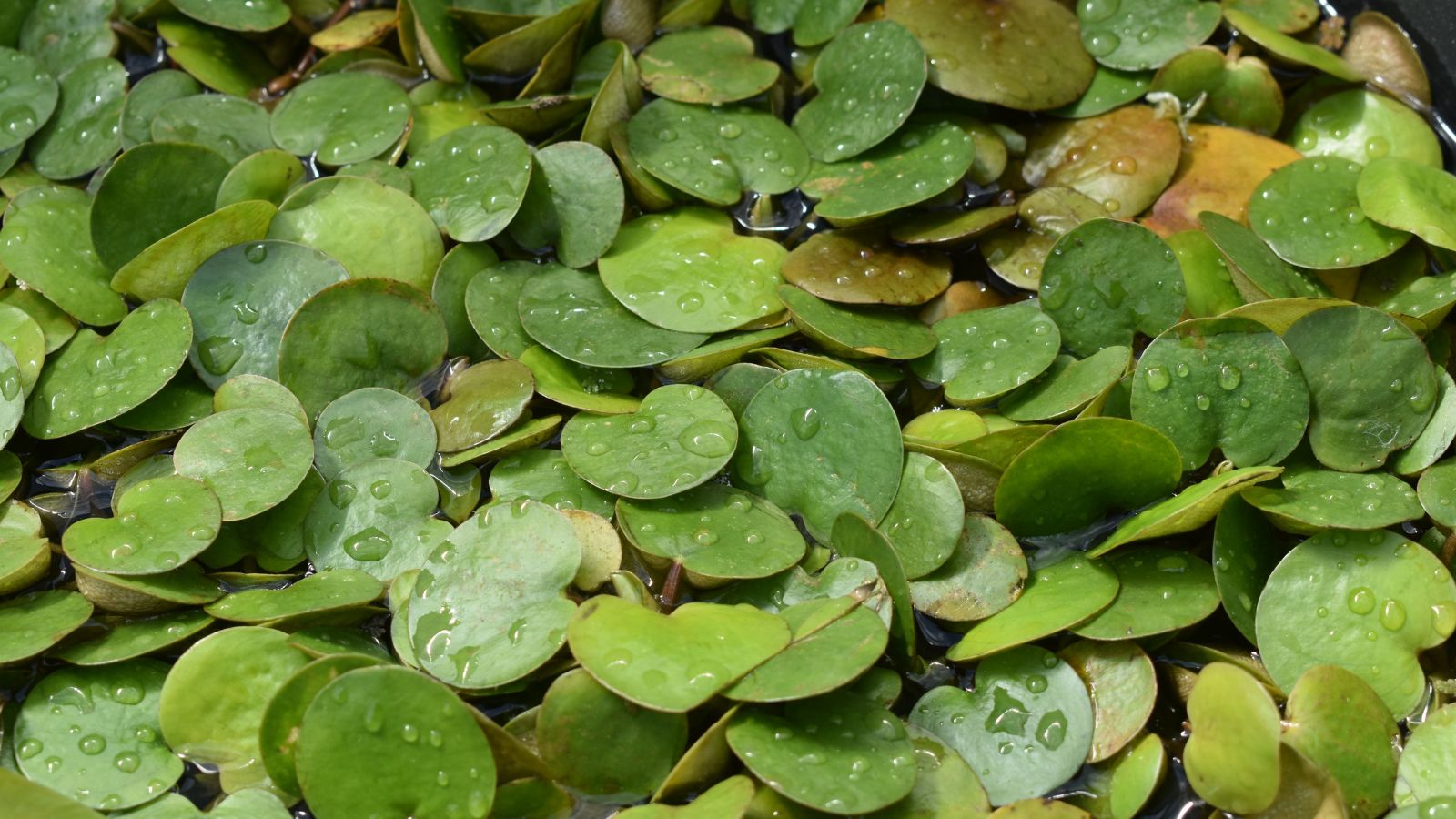 A close-up and overhead shot of a composition of small round green leaves of the Limnobium spongia, floating on top of a body of water 