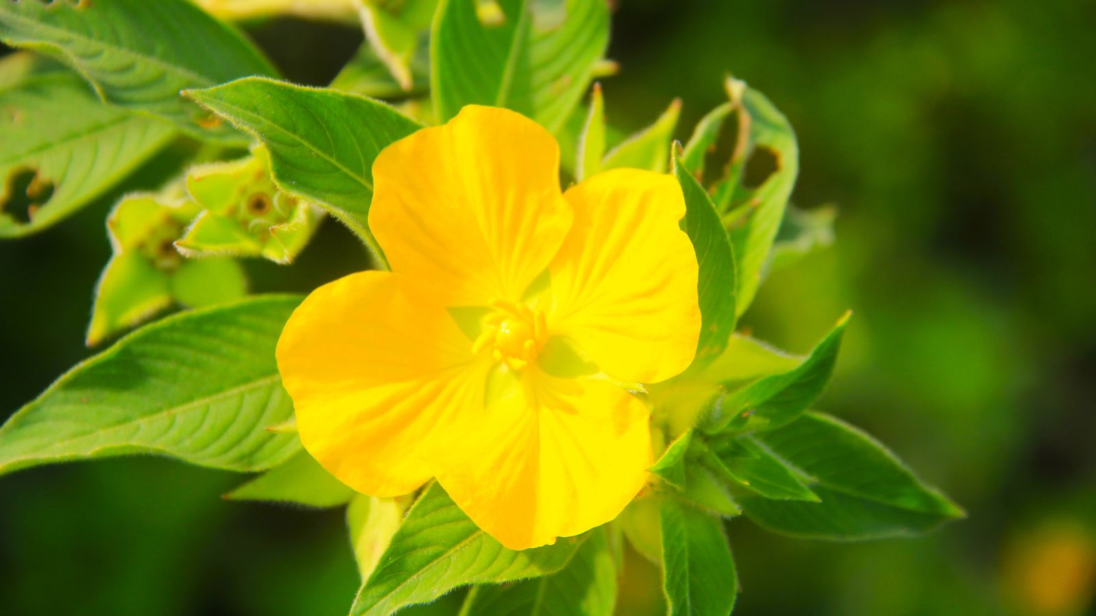 A close-up shot of a vibrant yellow colored flower growing alongside lanceolate leaves of the Ludwigia Hexapetala