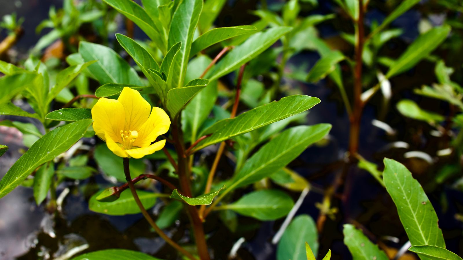 A close-up shot of a composition of lanceolate leaves and a yellow flower on dark stems of the Ludwigia Peploides