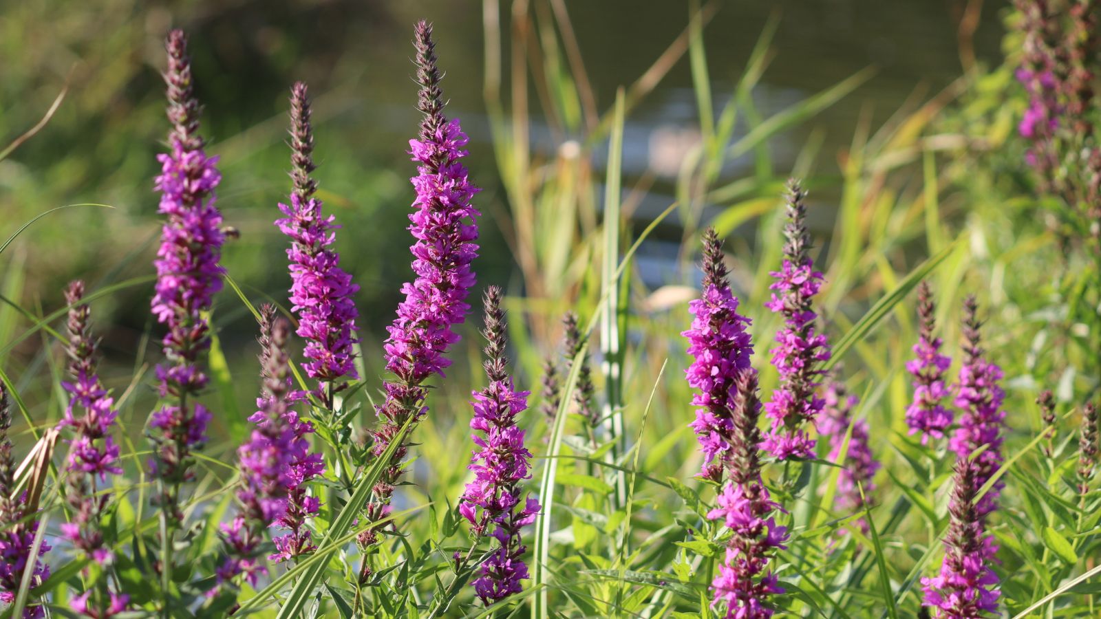 A close-up shot of a small composition of tall spires adorned with purple colored flowers growing alongside green leaves of the Lythrum Salicaria