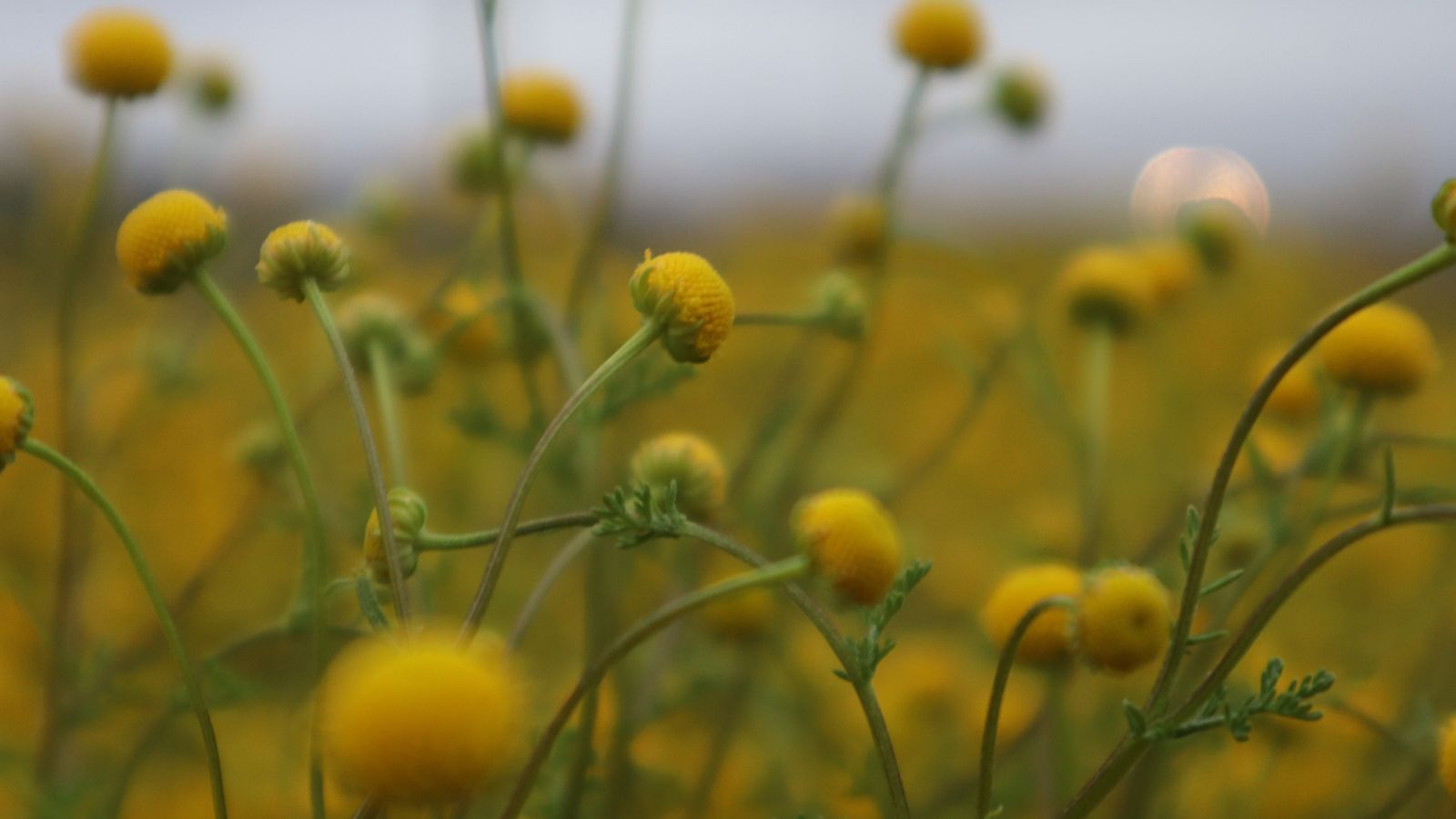 A close-up shot of a large composition of globular, yellow colored flowers on slender stems of the Oncosiphon pilulifer