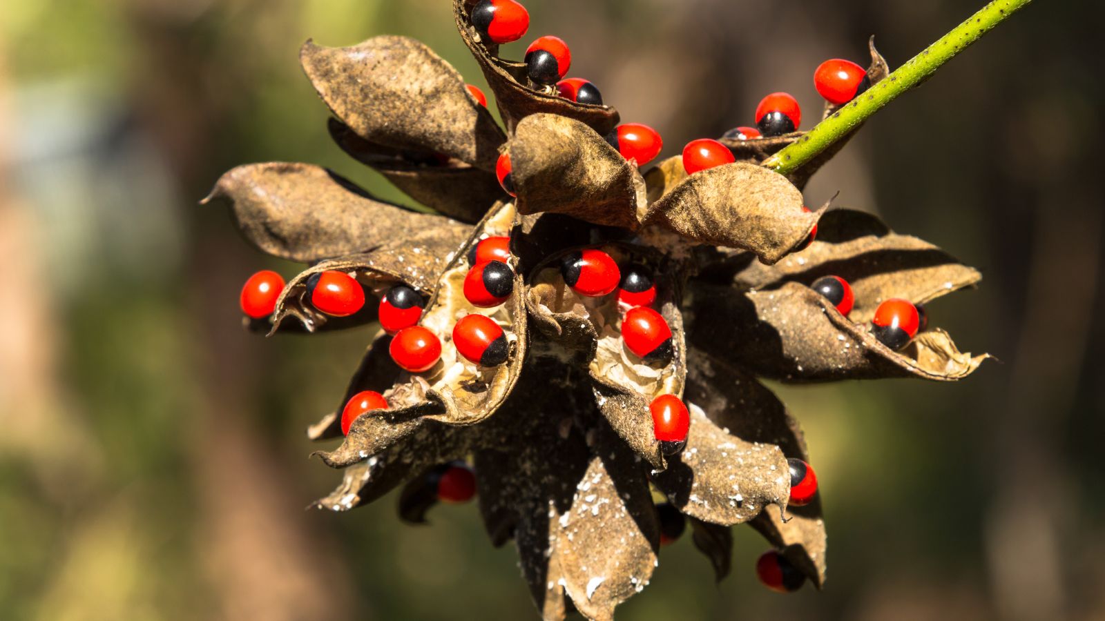 A close-up shot of a composition of opened pods of the Rosary Pea, showcasing their vibrant red and black colored seeds