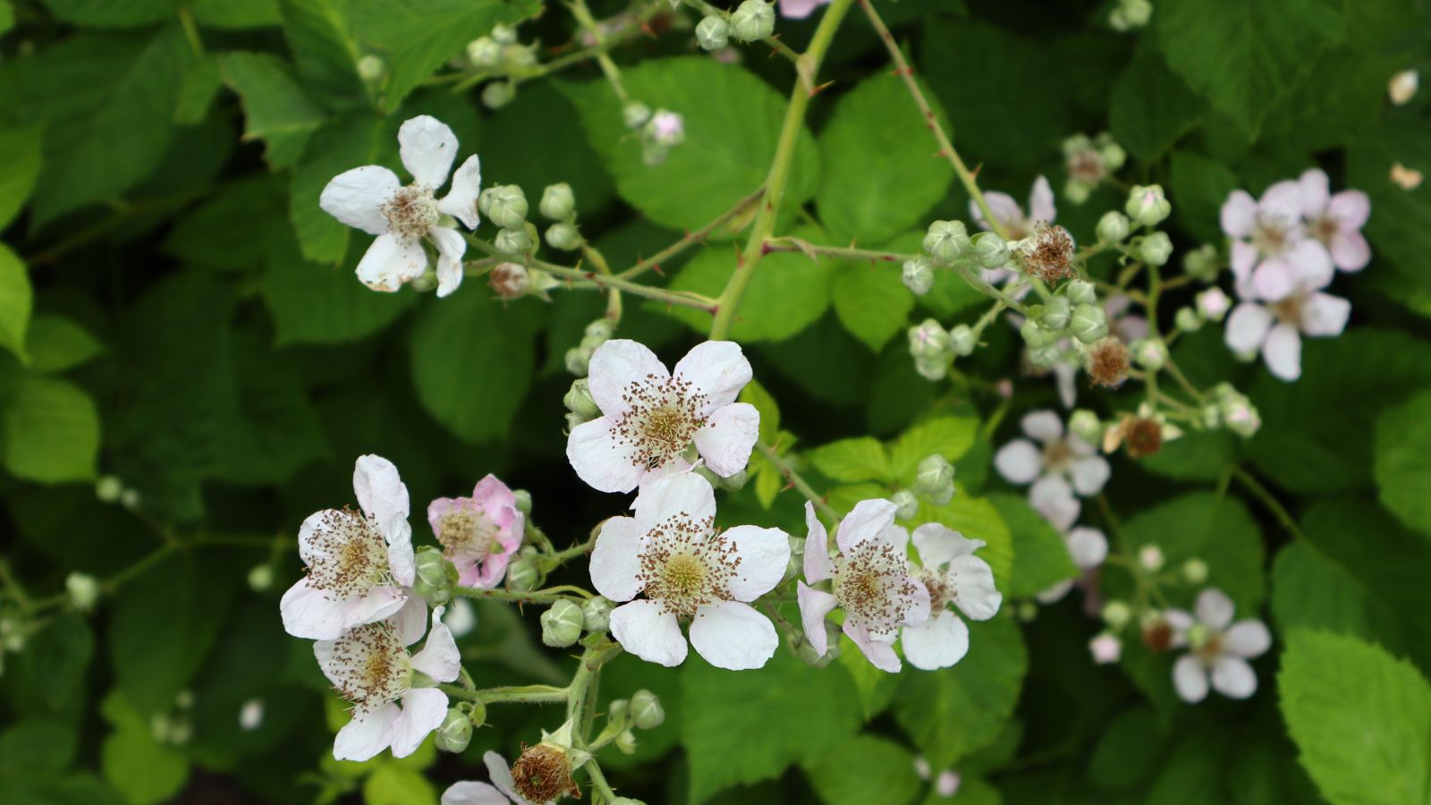 An overhead and close-up shot of a composition of dainty white flowers and bud, growing along stems of the Rubus Armeniacus