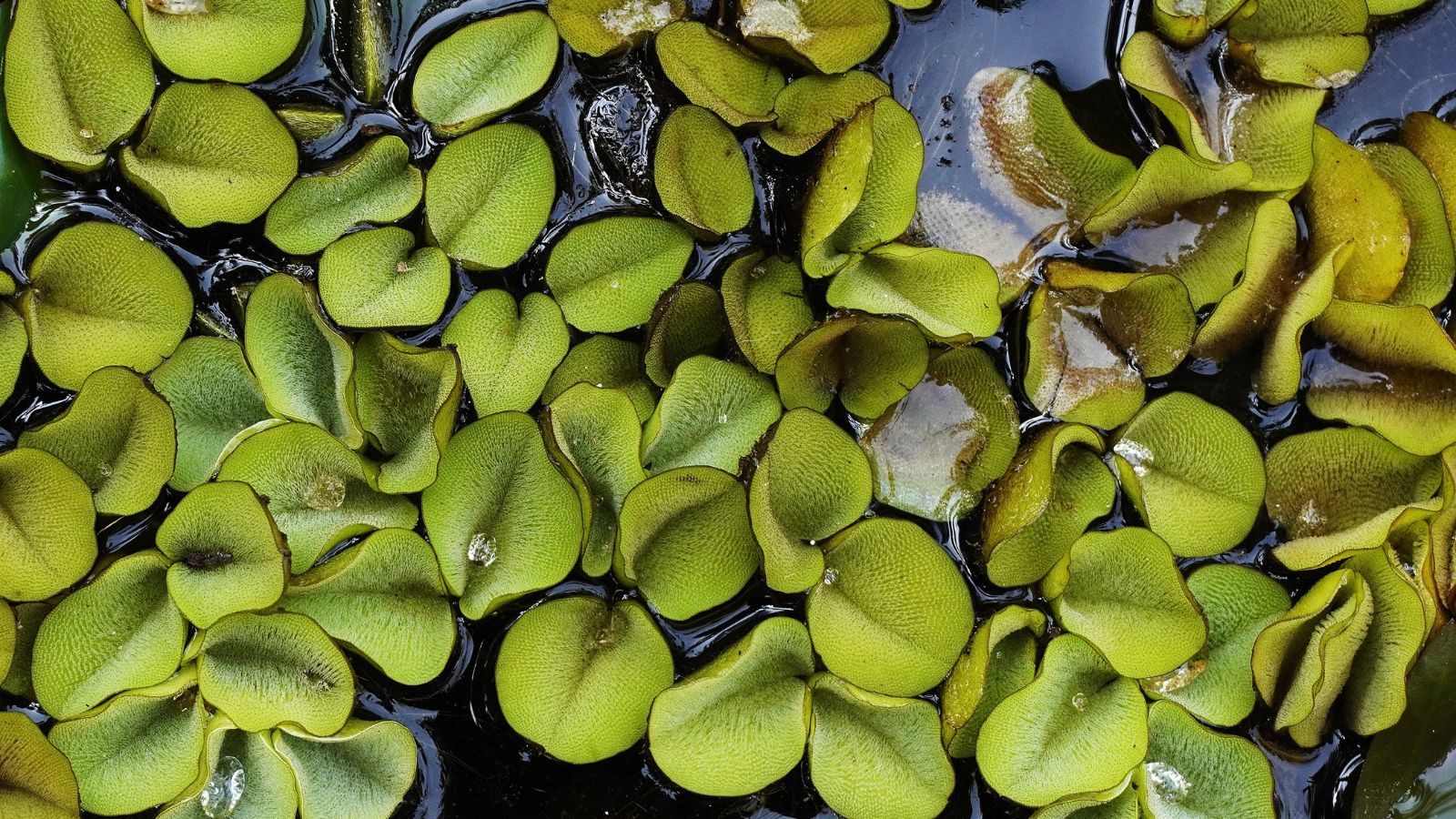 An overhead and close-up shot of a composition of vibrant green, dainty leaves of the Salvinia Molesta, all floating above a body of water