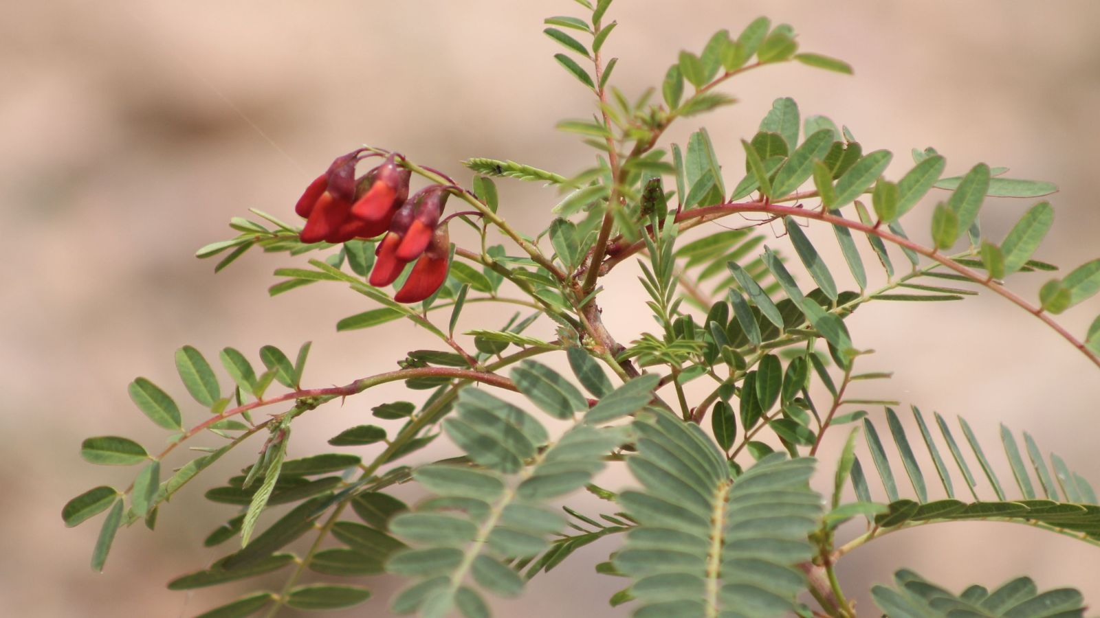 A close-up shot of a composition of red colored flowers growing alongside slender stems adorned with oblong leaves of the Sesbania Punicea