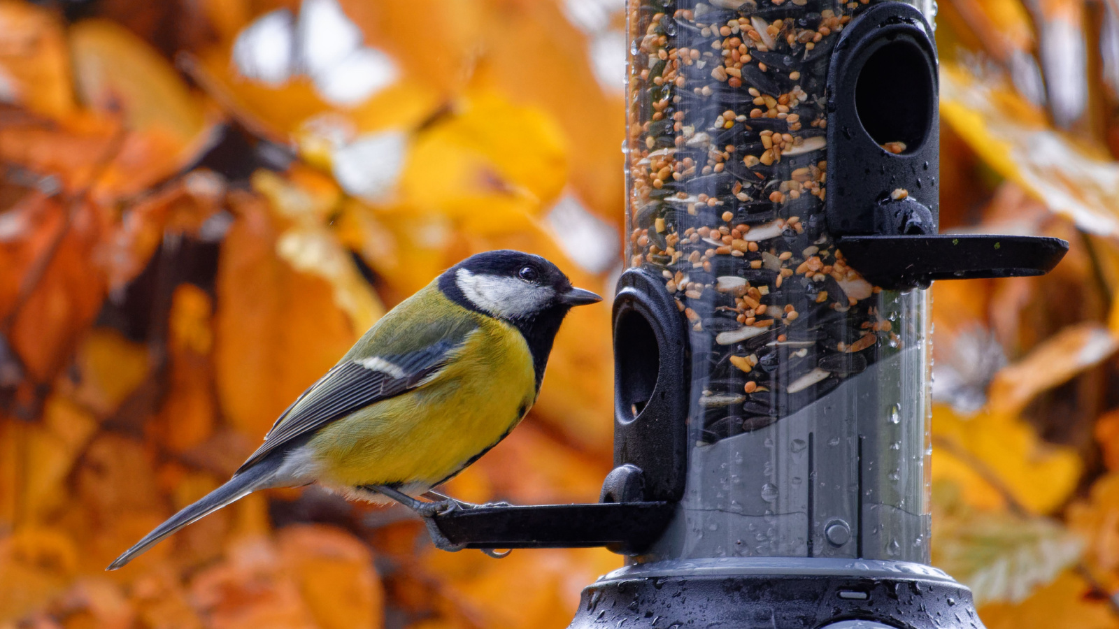 A great tit eating seeds from a bird feeder on a tree in an autumn garden, part of a colorful fall bird garden scene.
