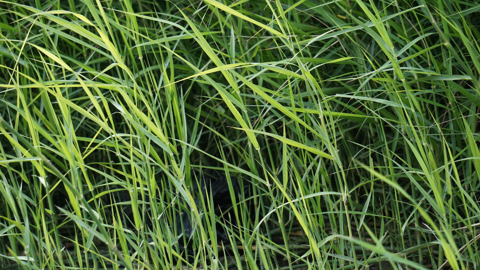 A close-up shot of a composition of vibrant green colored, slender blades of the Spartina Alterniflora X S. Alterniflora