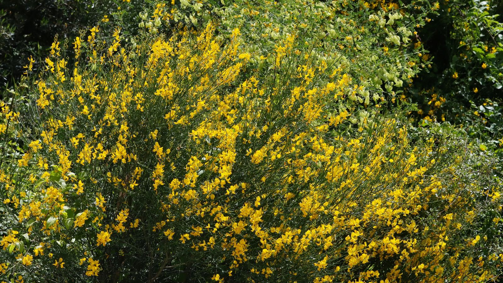A close-up shot of a large composition of slender stems and leaves adorned with yellow flowers of the Spartium Junceum