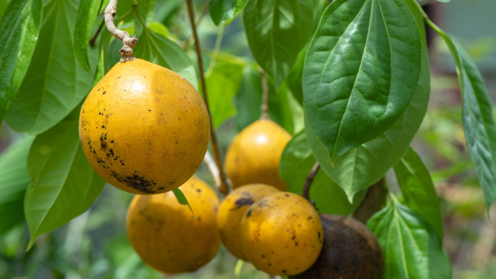 A close-up shot of a small composition of round yellow fruit along green leaves of the Strychnine Tree