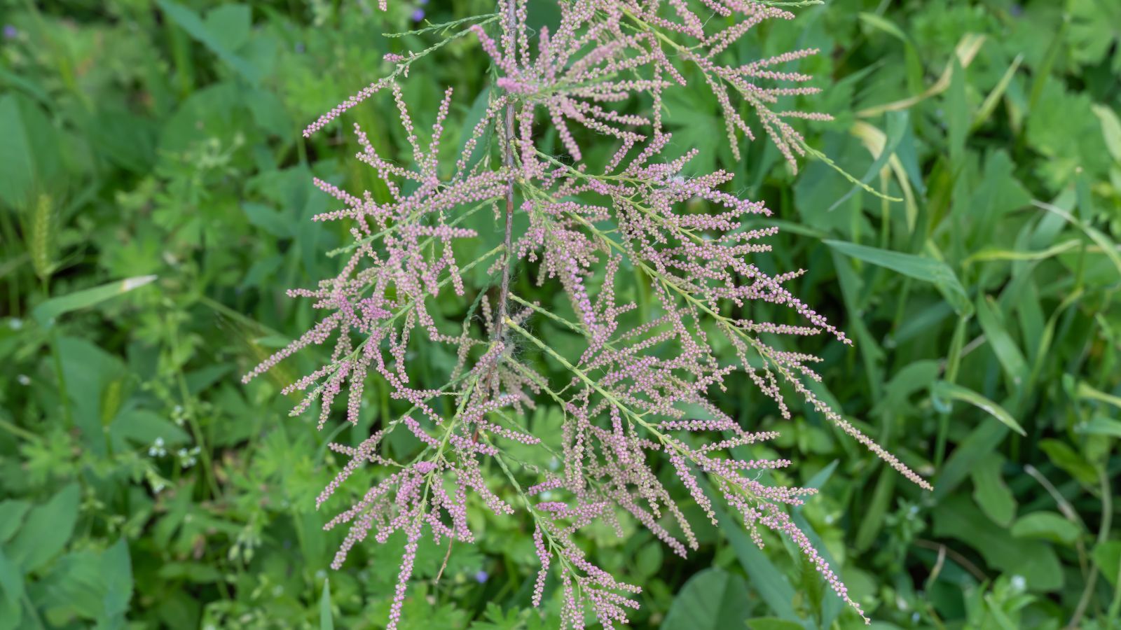 A close-up and overhead shot of a composition of clusters of purple colored flowers on slender stems alongside green leaves of the Tamarix Chinensis