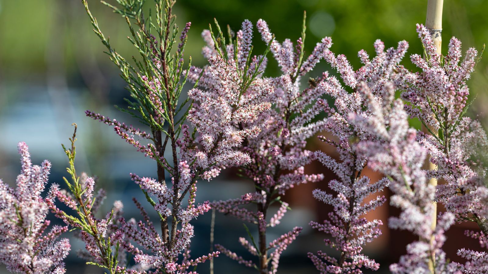 A close-up shot of a composition of clusters of vibrant pink colored flowers on slender stems and foliage of the Tamarix Ramosissima