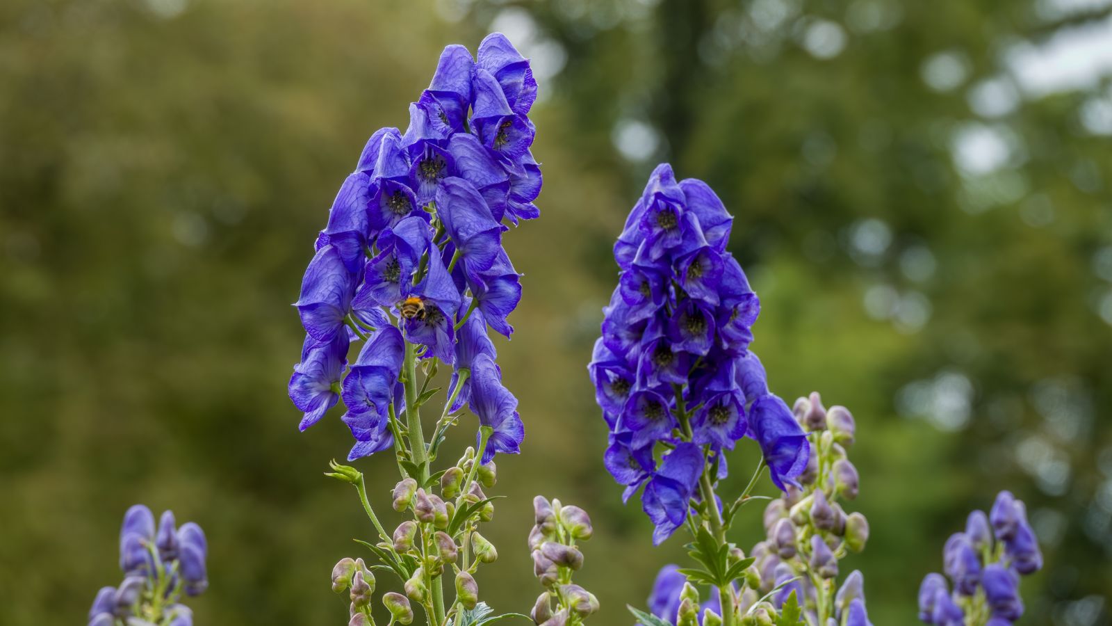 A close-up shot of a small composition of purple colored cluster of flowers on tall stems of the Wolfsbane