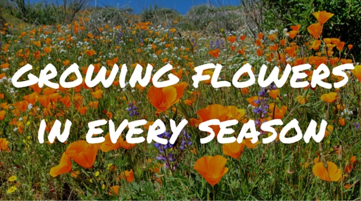 Seasonal Flowers Growing Guide