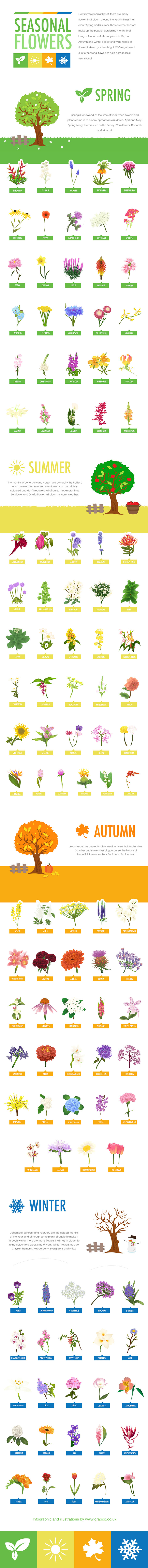 Seasonal Flowers Guide