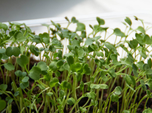 Arugula microgreens