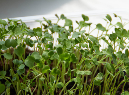Arugula microgreens