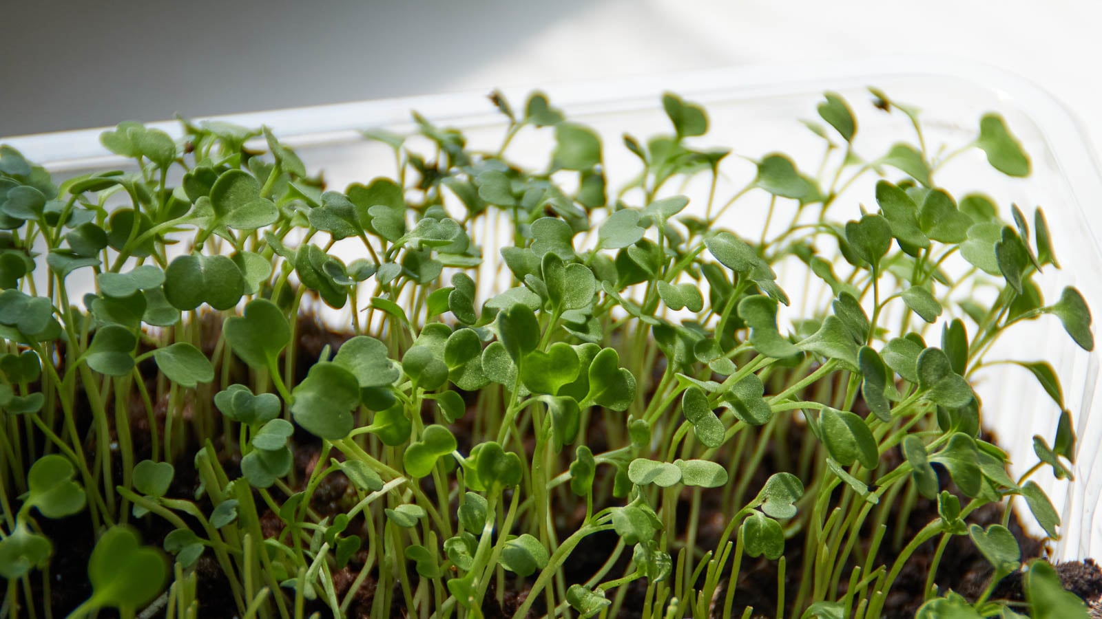 Arugula microgreens